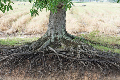 L-arbre-et-ses-racines